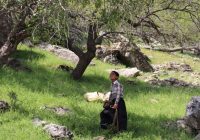 نازول نماینده سینمای ایران در جشنواره فیلم هرتسگ نووی